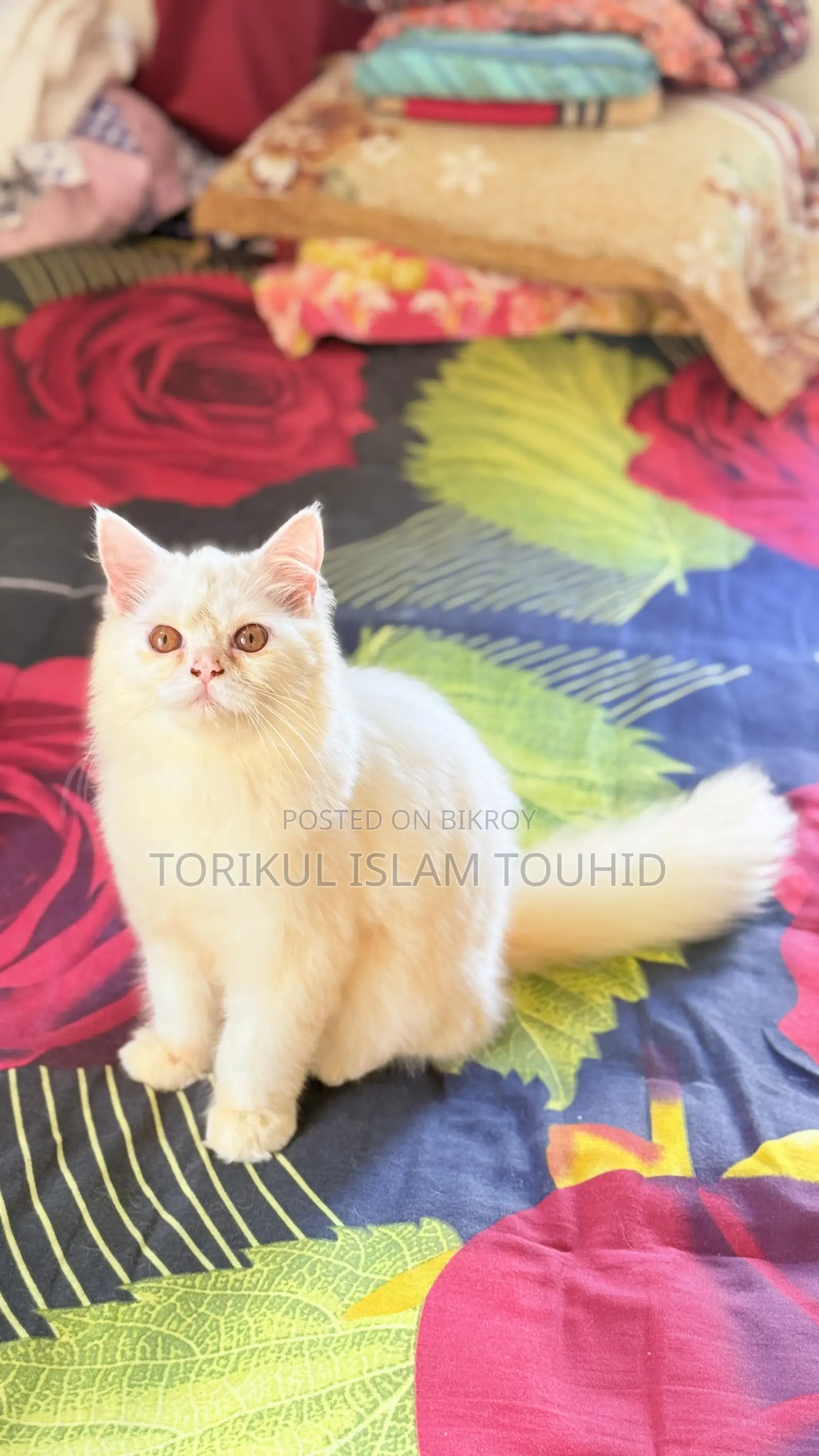 3-6 months Female Purebred Persian