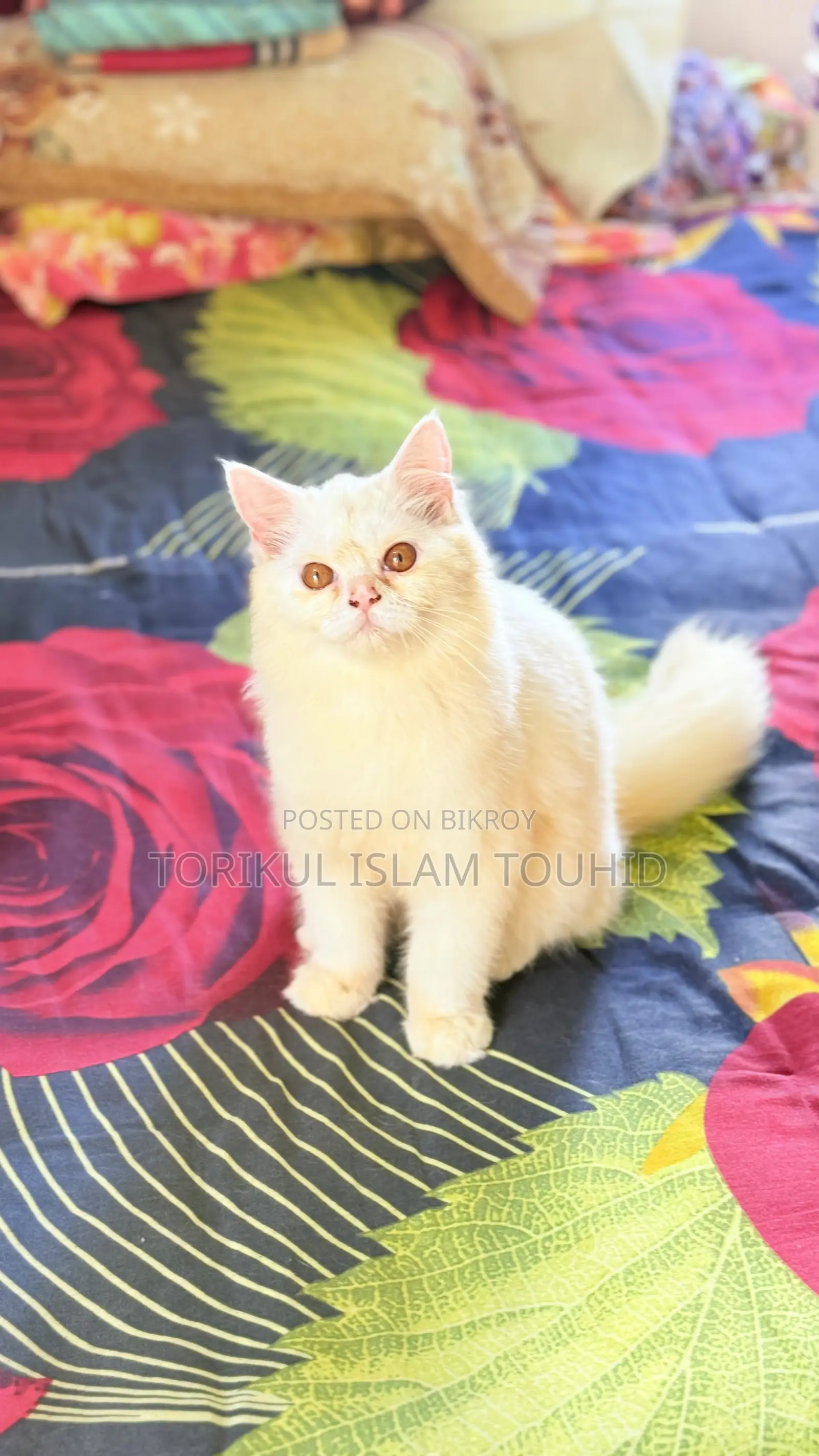 3-6 months Female Purebred Persian