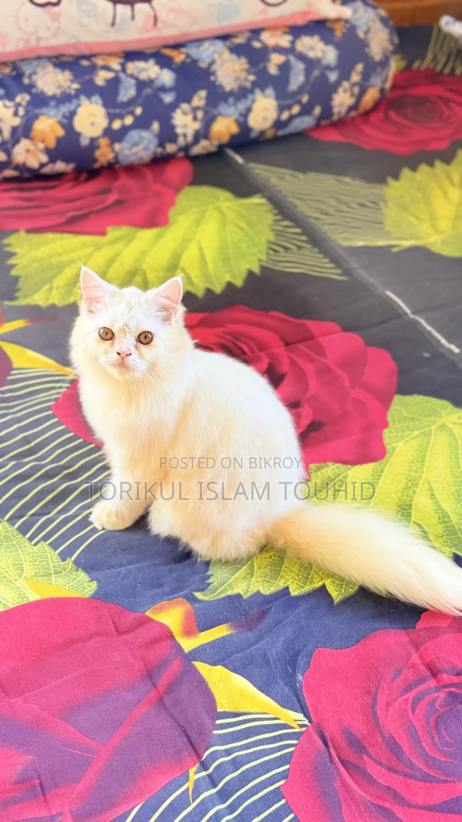 3-6 months Female Purebred Persian
