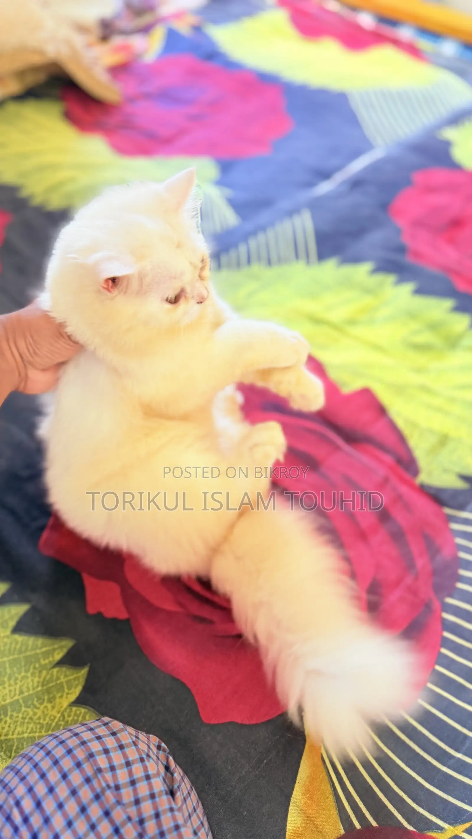 3-6 months Female Purebred Persian