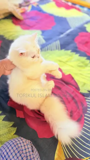 3-6 months Female Purebred Persian