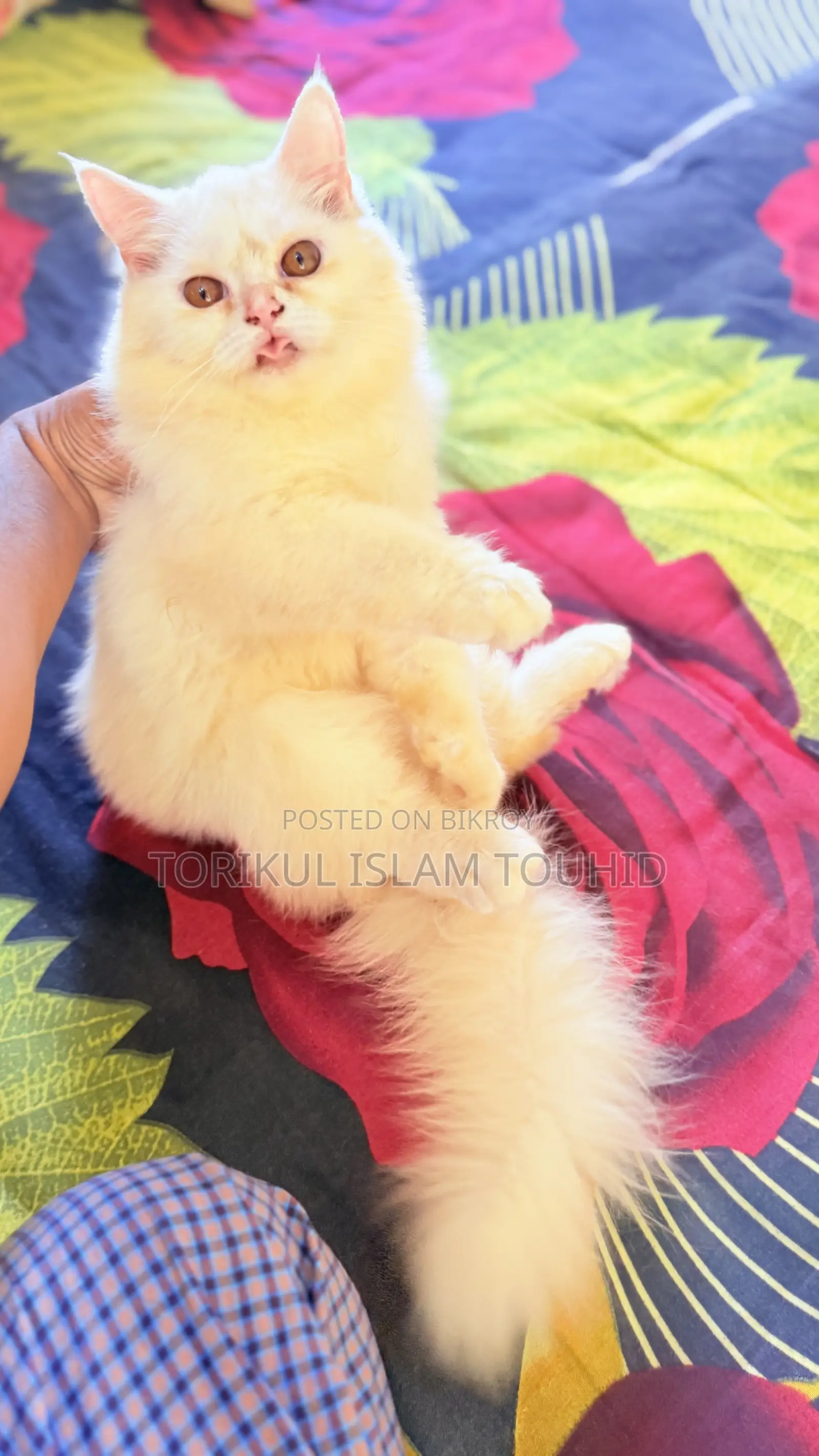 3-6 months Female Purebred Persian