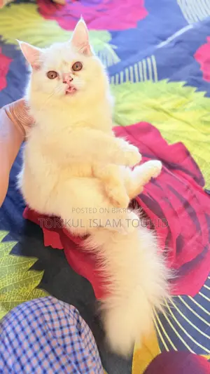 3-6 months Female Purebred Persian
