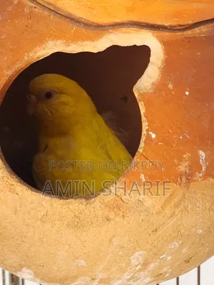 Adult Budgie (Breeding Pair)