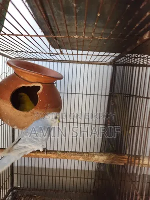 Adult Budgie (Breeding Pair)