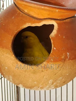 Adult Budgie (Breeding Pair)