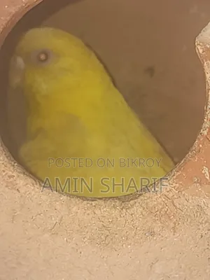 Adult Budgie (Breeding Pair)
