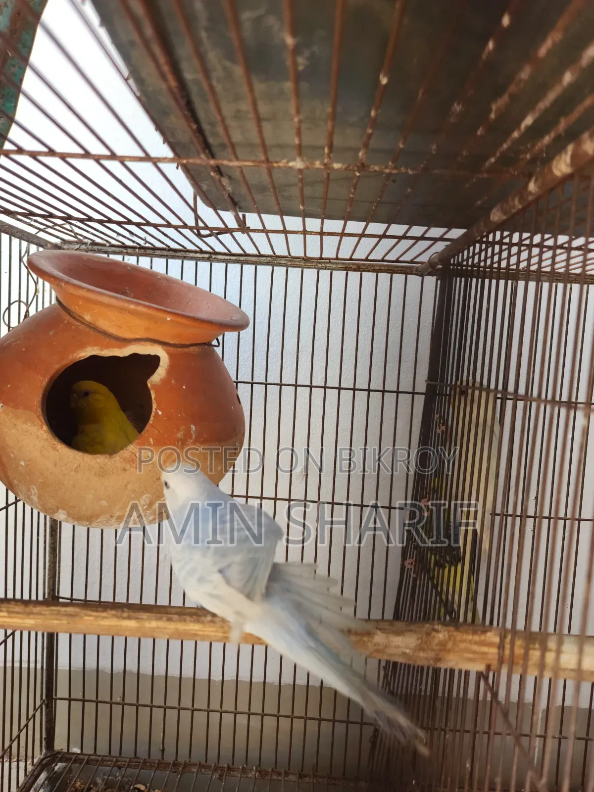 Adult Budgie (Breeding Pair)