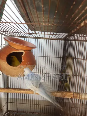Adult Budgie (Breeding Pair)
