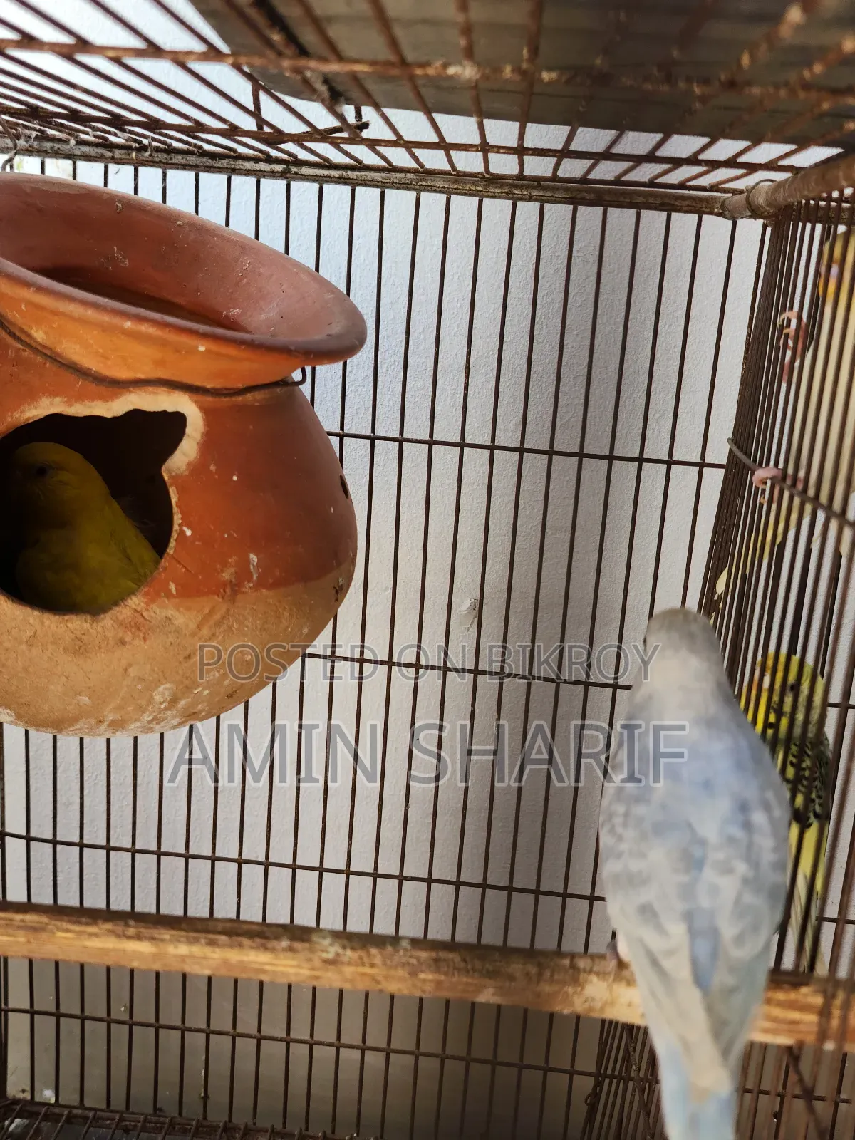 Adult Budgie (Breeding Pair)