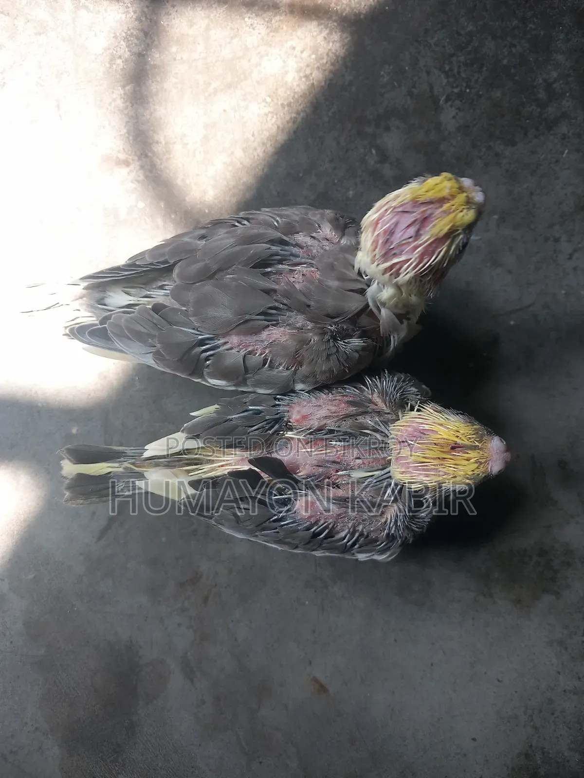ককটেল পাখির বাচ্চা
