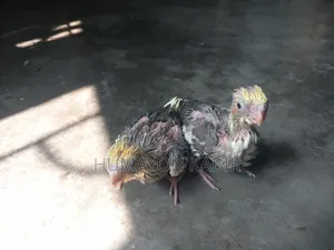 ককটেল পাখির বাচ্চা