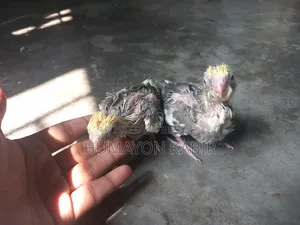 ককটেল পাখির বাচ্চা