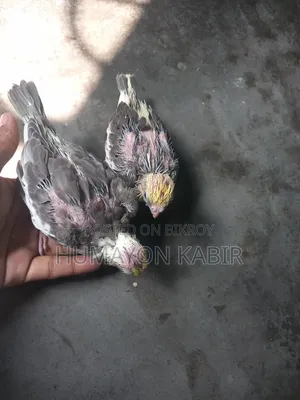 ককটেল পাখির বাচ্চা