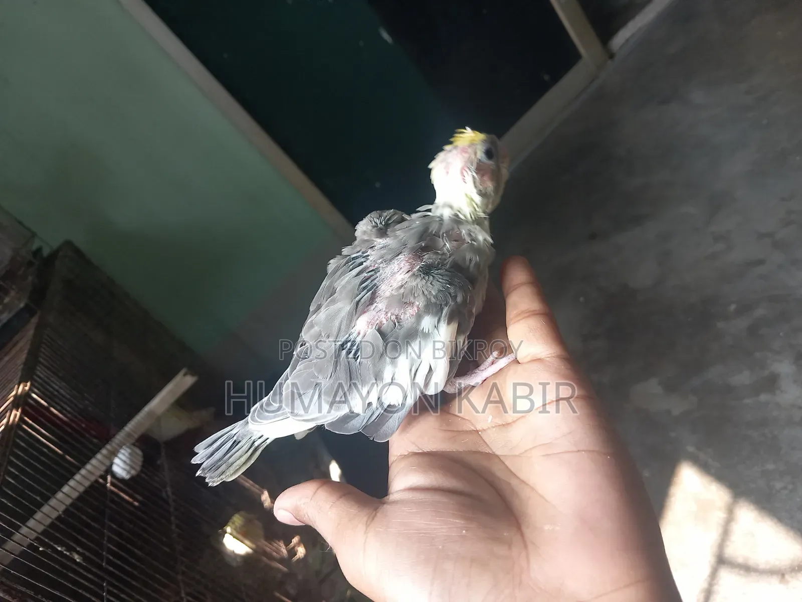 ককটেল পাখির বাচ্চা