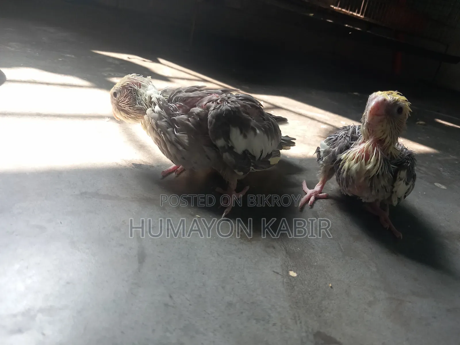 ককটেল পাখির বাচ্চা