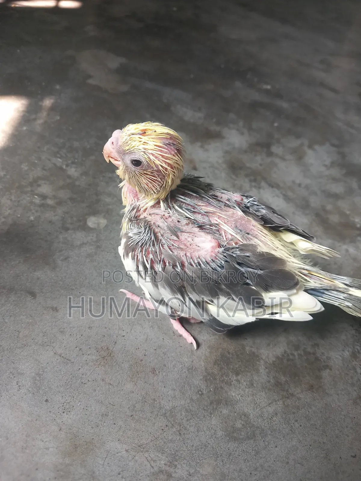 ককটেল পাখির বাচ্চা