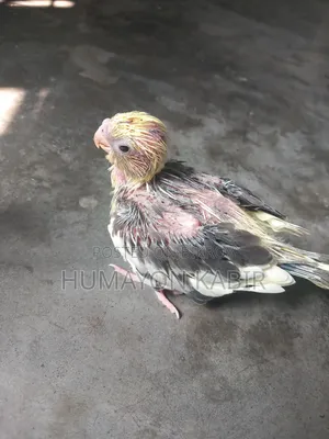 ককটেল পাখির বাচ্চা