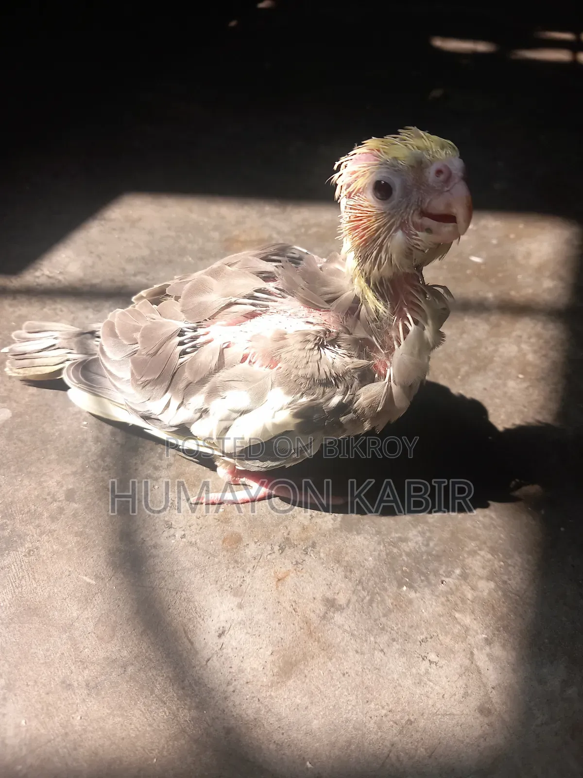 ককটেল পাখির বাচ্চা