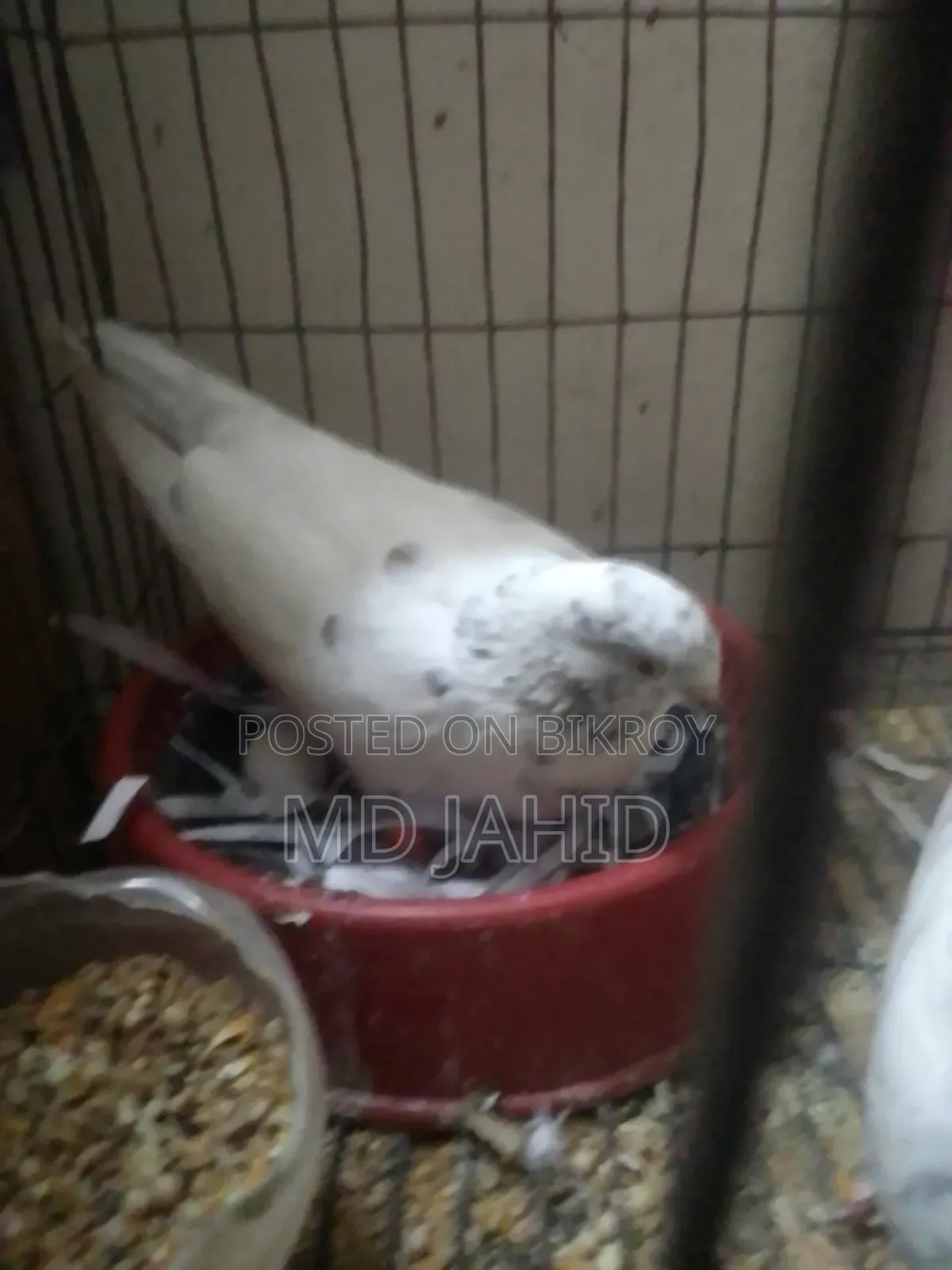 Pigeons for sale running pair