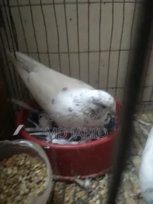 Pigeons for sale running pair