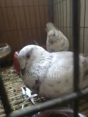 Pigeons for sale running pair